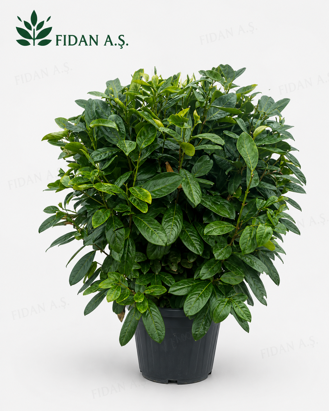 Prunus Laurocerasus Novita